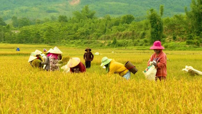 Bà con Vân Kiều, Hướng Lập, Quảng Trị xuống đồng thu hoạch lúa Đông Xuân