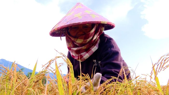 Đồng bào Vân Kiều, Hướng Lập, Quảng Trị nâng niu hạt "ngọc" ngày mùa