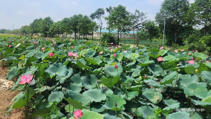 khoảnh khắc đẹp tại khu vực sen La Chữ (phường Kim Trà)