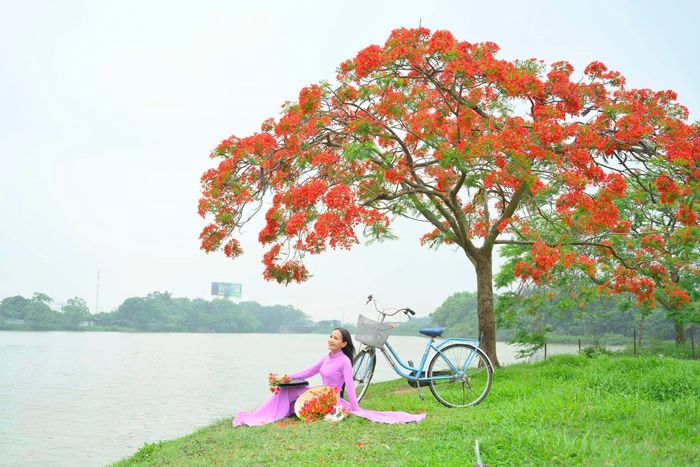 Cây hoa phượng ở Đông Anh- Hà Nội. 
