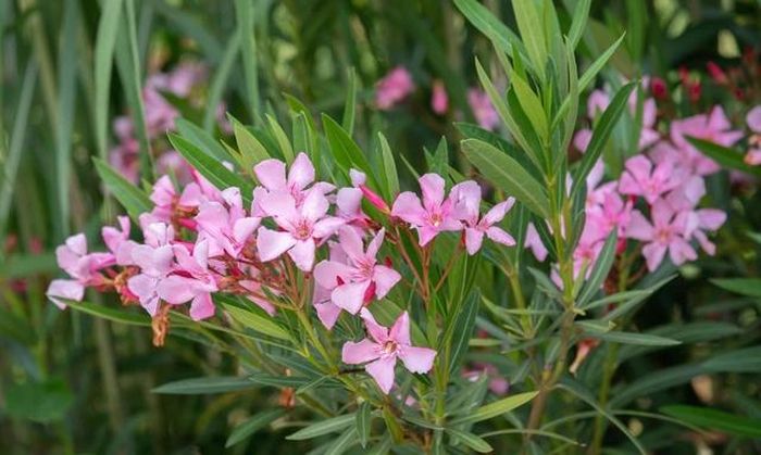 Loại cây bụi cảnh đẹp này phổ biến ở những vùng khí hậu ấm, nhưng lá và hoa của nó chứa cardiac glycoside độc hại, có thể gây đau bụng, chảy nước dãi hoặc tử vong nếu ăn phải.