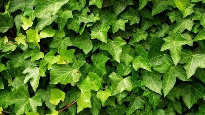 Cây thường xuân phân nhánh là một loại cây cảnh phổ biến, cây chứa các chất độc hại đối với chó.