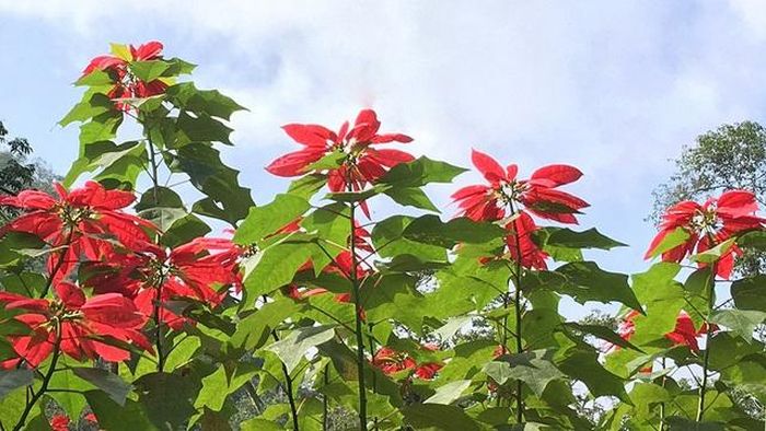 Chỉ nên trồng trạng nguyên ở khu vực sân vườn, không để trong phòng khách hoặc nơi trẻ có thể chạm vào.