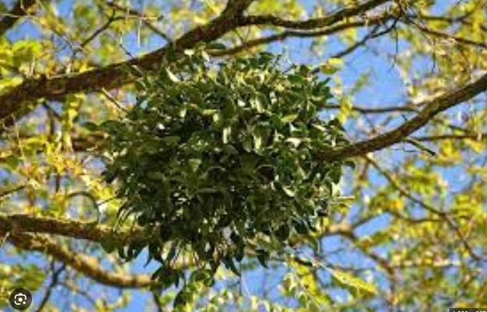 Cây tầm gửi chứa phoratoxin, một chất độc hại nếu ăn phải bất kỳ bộ phận nào của cây.