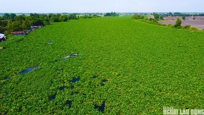Không chỉ người dân ven sông bị ảnh hưởng, nhiều hộ nông dân đang bước vào vụ gieo sạ hè thu cũng thấp thỏm vì buộc phải sử dụng nguồn nước ô nhiễm để cứu cây trồng trong điều kiện nắng hạn.