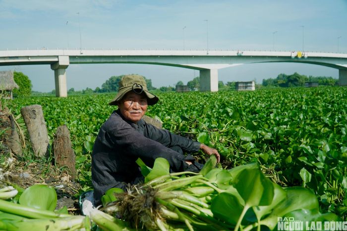 Trong khi đó, ông Hoàng Thái, ngụ xã Thạnh Đức, cho hay tình trạng nước đen xuất hiện khoảng 10 ngày nay, lục bình trôi kín mặt sông. “Nước đen cũng khoảng 10 ngày nay rồi, lục bình trôi kín hết. Tôi đi vớt lục bình về để cho dế ăn, tuy nhiên nước hôi lắm nên không dám xuống vớt, chỉ đứng trên bờ thôi, chứ xuống đó về ngứa chịu không nổi” - ông Thái chia sẻ.