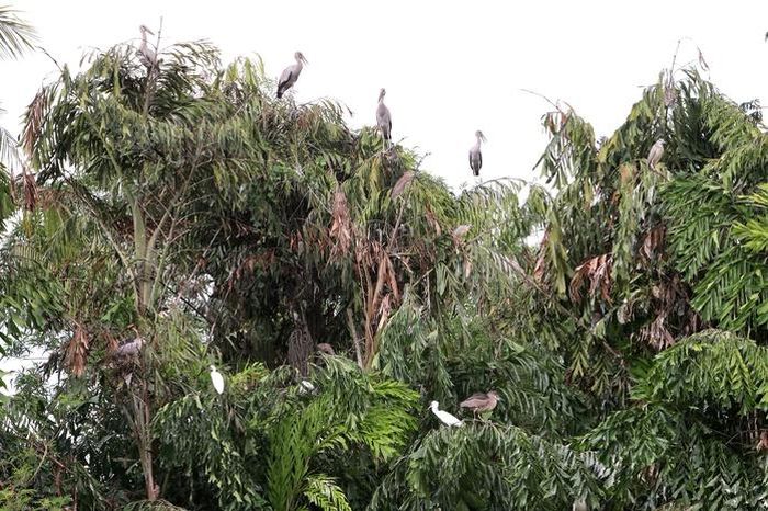 Ngoài cò ốc, vườn chim của ông Hai Chìa còn nhiều loài như: vạc, cò trắng...