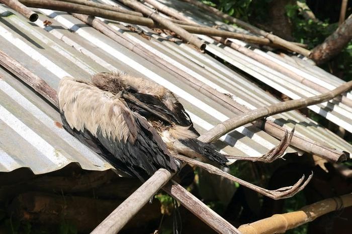 Ông Hai Chìa rất đau lòng khi chim quý bị kẻ gian bắn