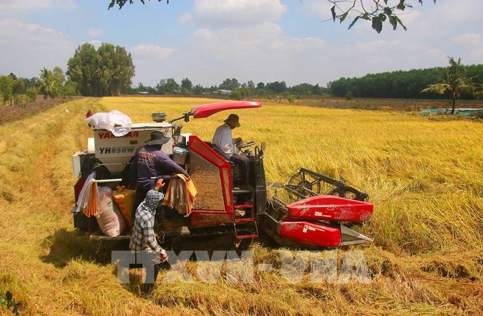 Nông dân thu hoạch lúa Đông Xuân 2025 – 2026. Ảnh: Duy Khương – TTXVN