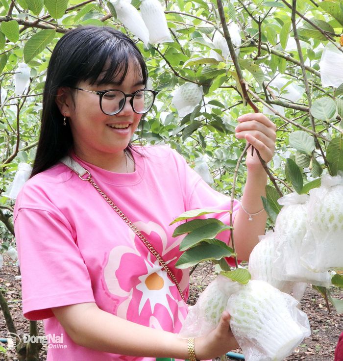 Khách du lịch tham quan vườn trái cây tại phường Bình Lộc. Ảnh: Ngọc Liên