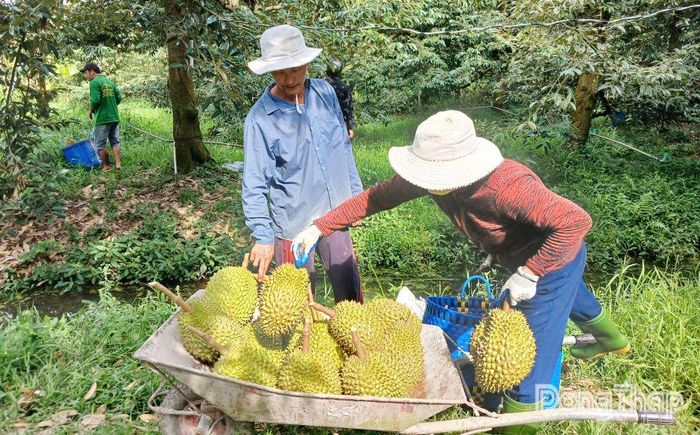 Tỉnh Đồng Tháp đang tập trung triển khai các giải pháp để phát triển bền vững ngành hàng sầu riêng.