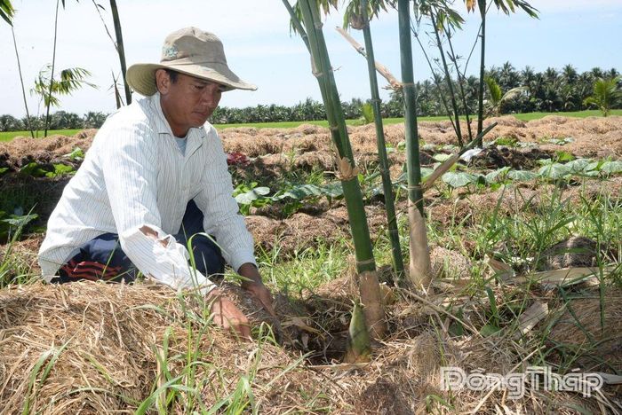 Anh Trần Duy Khoa, ngụ ấp Thạnh An, xã Vĩnh Bình sau khi thu hoạch nấm, phần rơm còn lại tiếp tục được ủ làm phân hữu cơ phục vụ trồng măng tứ quí.