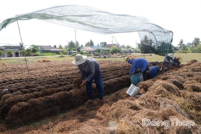 Từng bị xem là thứ bỏ đi sau mỗi vụ thu hoạch, giờ đây rơm được tận dụng trồng những vụ nấm bội thu.