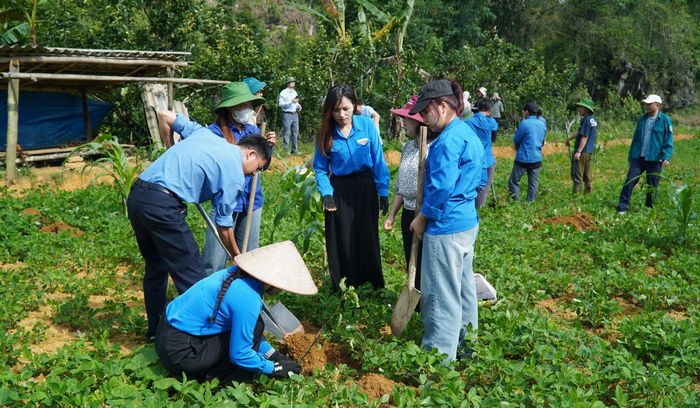 Các lực lượng giúp người dân trồng lê.