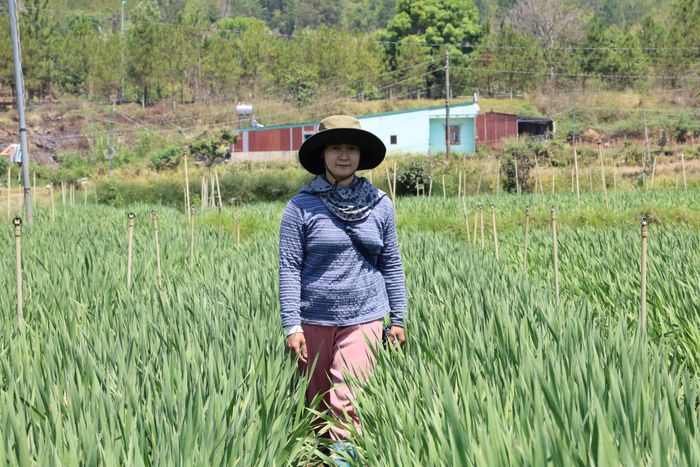 Chị K’Hàn ở thôn K’Long B, xã Hiệp Thạnh phát triển kinh tế từ mô hình trồng trọt với nguồn thu nhập khá