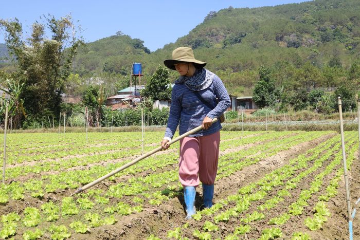 Sau thiệt hại do mưa lũ, gia đình chị K’Hàn ở thôn K’Long B, xã Hiệp Thạnh được Hội LHPN xã kết nối vay vốn để tái sản xuất nông nghiệp