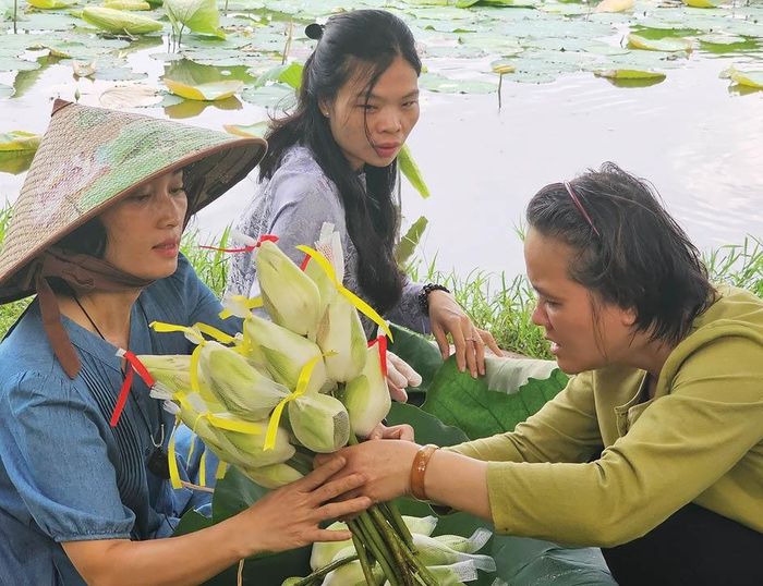 Những búp sen Tịnh Tâm ướp trà vừa được hái