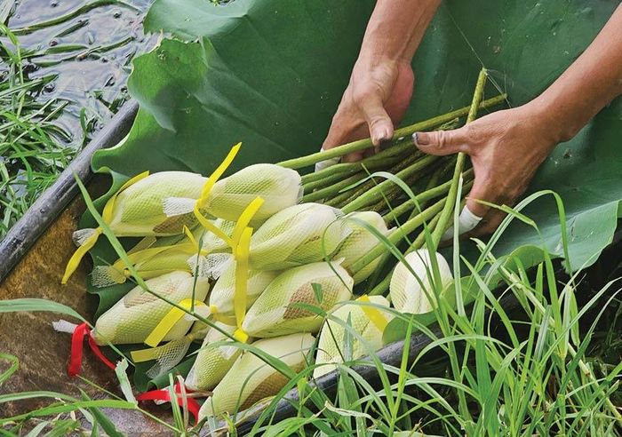 Những bông sen trắng tinh khiết được hái lên vào mỗi sáng sớm