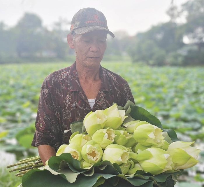 Những đóa sen trắng tuyệt đẹp