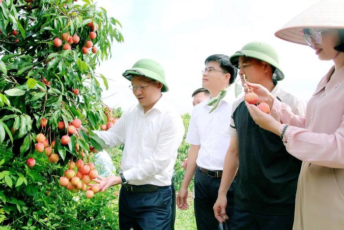 Các đại biểu tại vườn vải u trứng có giá bán 150 nghìn đồng/kg.