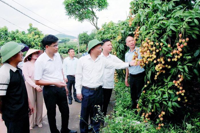 Đồng chí Phạm Văn Thịnh cùng đoàn công tác tham quan vườn vải tại thôn Quất Du 2.