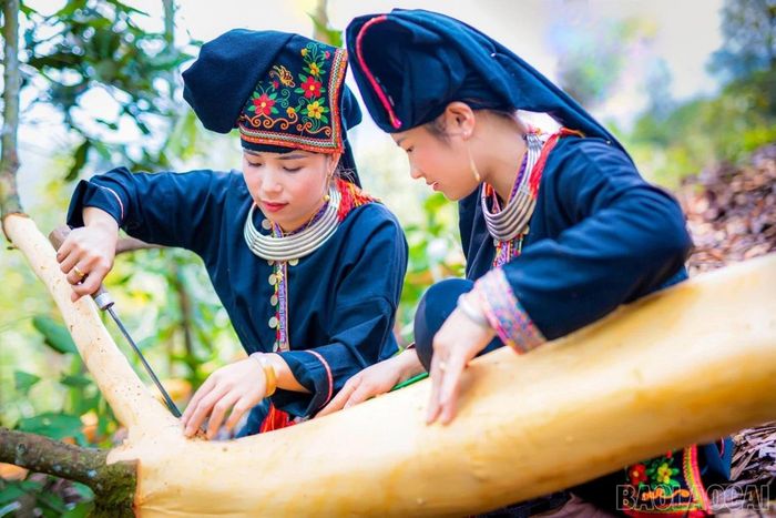 Người dân thu hoạch vỏ quế tại vùng nguyên liệu.