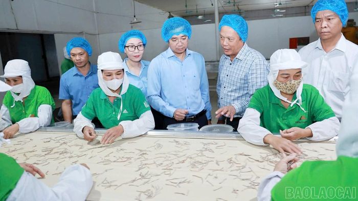 Sơ chế, chế biến măng tre Bát độ góp phần nâng cao chất lượng sản phẩm trước khi đưa ra thị trường.