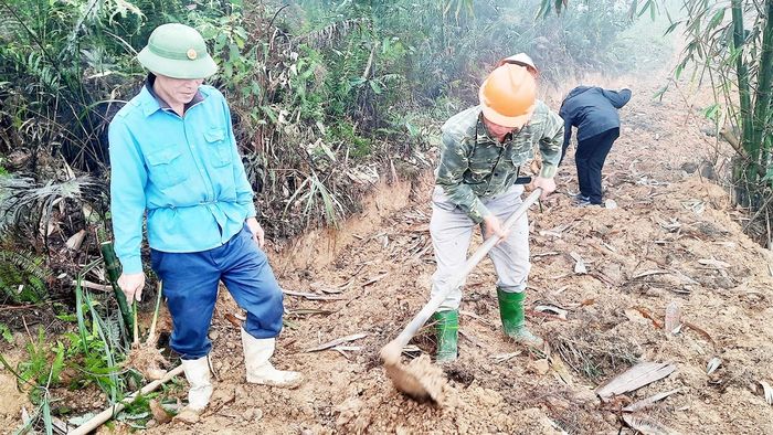 Người dân xã Lương Thịnh xuống giống tre măng Bát độ trên đất đồi, mở rộng vùng nguyên liệu.