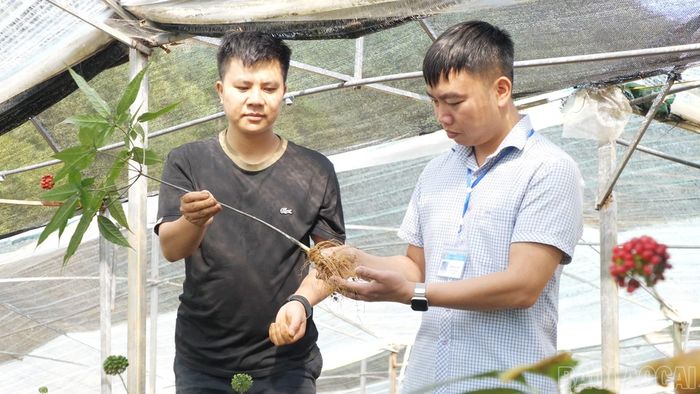 Kiểm tra sinh trưởng cây sâm tại vùng trồng, góp phần chuẩn hóa quy trình phát triển dược liệu.