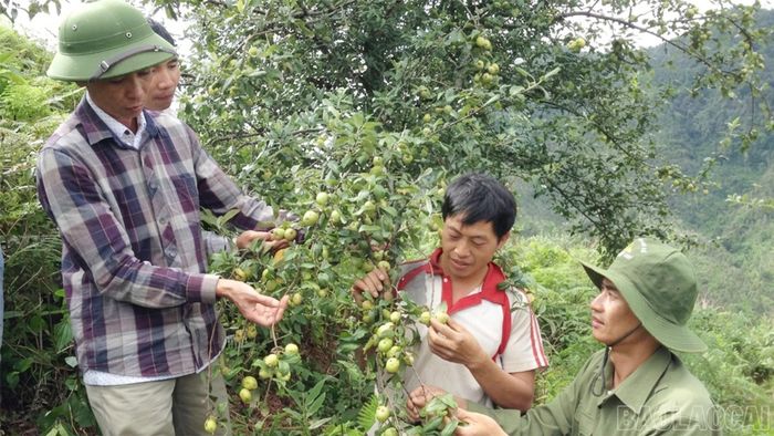 Sơn tra vào mùa thu hái, mang lại nguồn thu quan trọng cho nhiều hộ dân vùng cao.