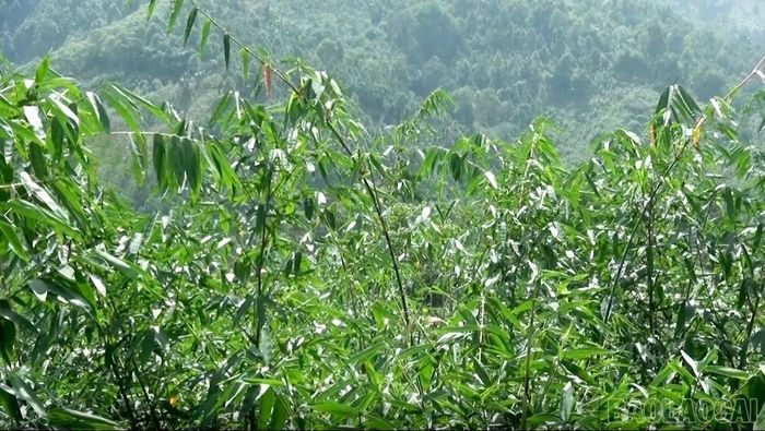 Vùng tre măng Bát độ phát triển xanh tốt, tạo nền tảng hình thành vùng nguyên liệu tập trung.