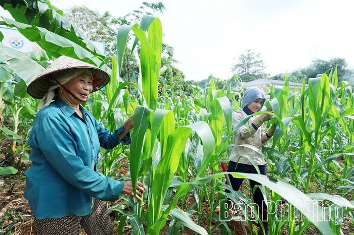 Hộ dân xã Lai Đồng cải tạo vườn tạp để trồng cây màu, nâng cao thu nhập.