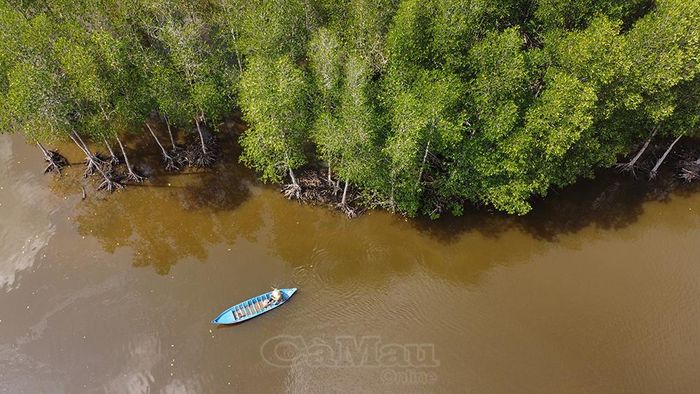 Hệ sinh thái rừng ngập mặn đặc trưng tạo điều kiện để Cà Mau phát triển mô hình nuôi tôm dưới tán rừng theo hướng bền vững.