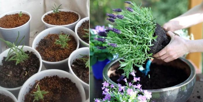 Trồng hoa oải hương cần bón phân hữu cơ định kỳ để cung cấp dinh dưỡng. 