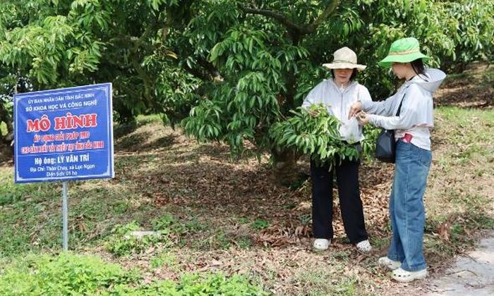 Cán bộ Chi cục Trồng trọt và Bảo vệ thực vật lấy mẫu vải thiều tại hộ ông Lý Văn Trí, thôn Chay, xã Lục Ngạn để kiểm nghiệm tồn dư hóa chất.