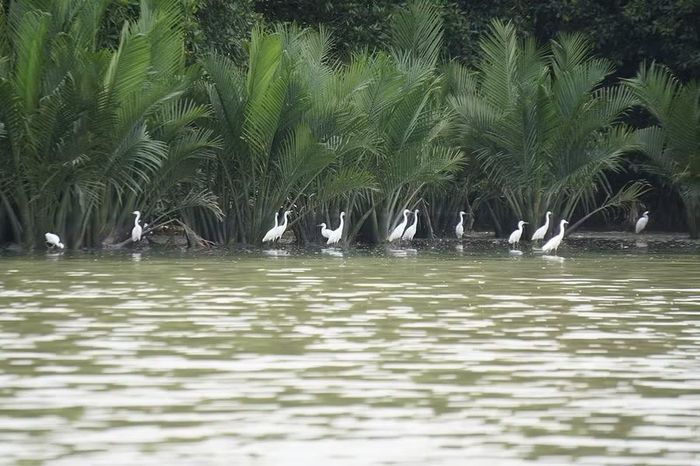  Nhiều loài chim tìm về khu rừng ngập mặn Cồn Chim trú ngụ, tìm kiếm thức ăn. Ảnh: T.Lợi 