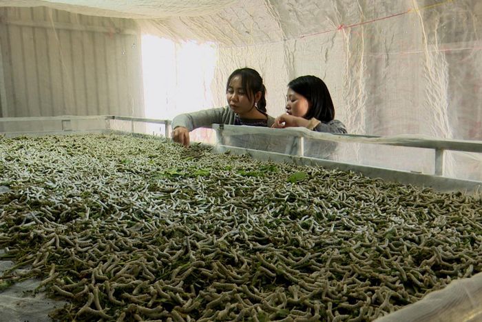 Chị K'My chia sẻ kinh nghiệm phát triển mô hình trồng dâu nuôi tằm. Ảnh: Quang Vũ