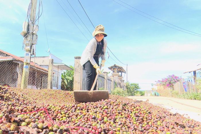 Nhờ áp dụng kỹ thuật mới nên cà phê của gia đình chị K'My đạt năng suất cao. Ảnh: Quang Vũ