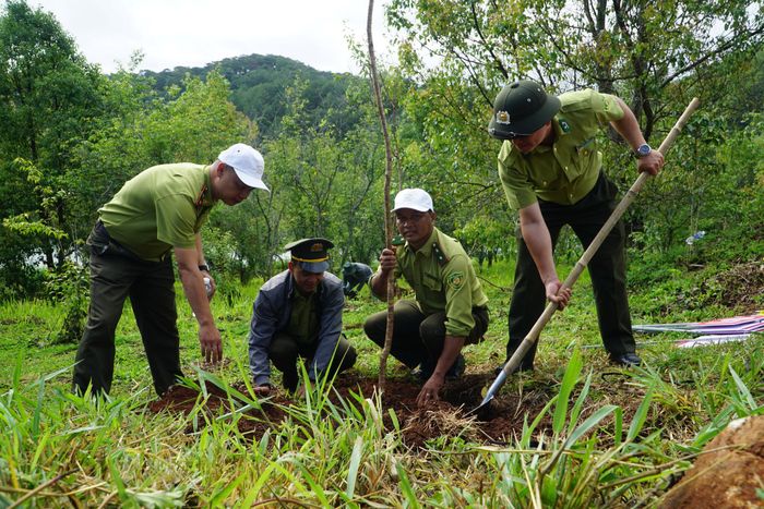 Nhiều năm qua, kiểm lâm là một trong những lực lượng tiên phong trong việc trồng rừng