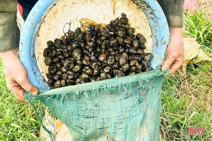Bắt ốc thủ công là giải pháp được nhiều hộ gia đình ở thôn Hồng Vượng ưu tiên.