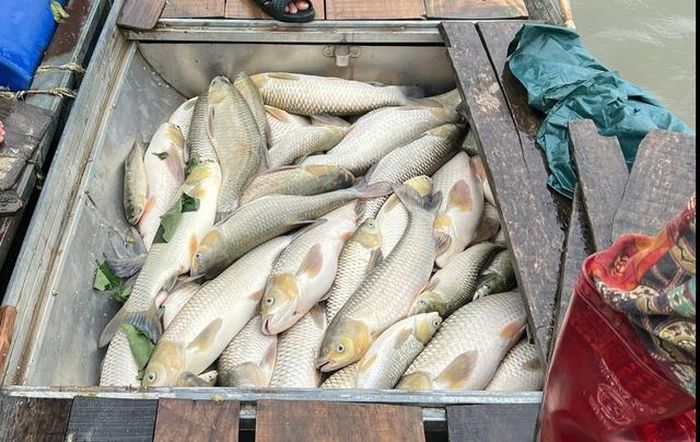Cá chết bất thường trên sông Lam.