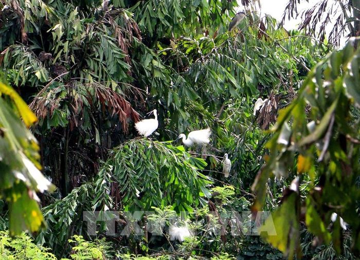 Các cá thể chim, cò sinh sống tại Vườn chim Hai Chìa (xã Trà Côn, tỉnh Vĩnh Long). Ảnh: Lê Thúy Hằng - TTXVN