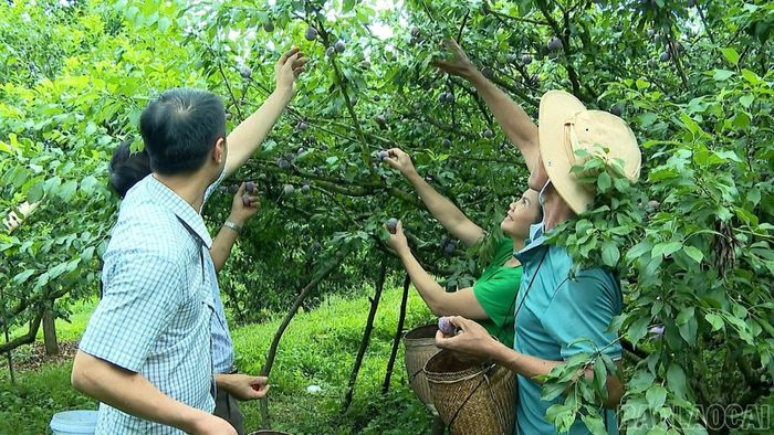 Cây mận đem lại hiệu quả kinh tế cho nhiều hộ dân phường Trung Tâm.