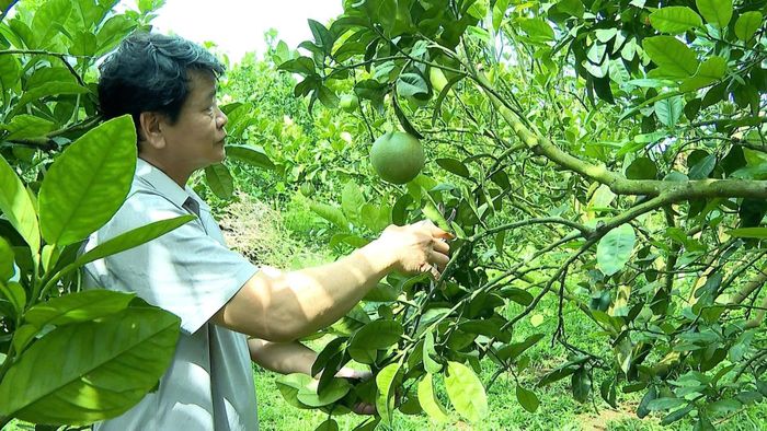 Ông Phan Văn Lượng chăm sóc vườn bưởi da xanh.