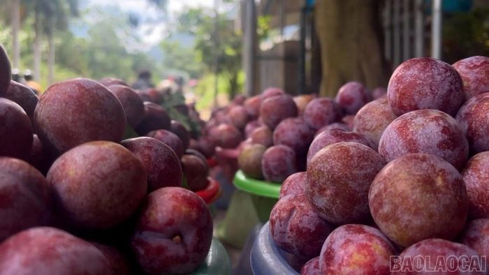 Cây ăn quả đem lại hiệu quả kinh tế cho nông dân địa phương.