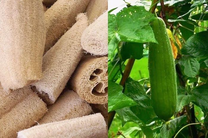 Nhiều gia đình sử dụng sơ mướp để bình siêu tốc không bị ám mùi chất tẩy rửa. (Ảnh: DIY)