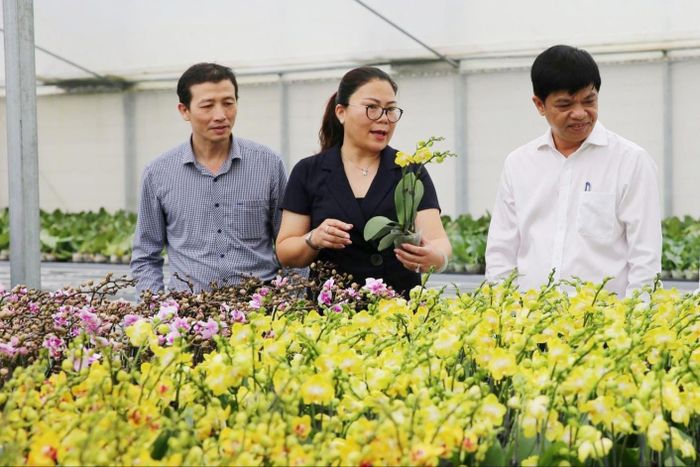 Mô hình trồng hoa lan hồ điệp công nghệ cao của Hợp tác xã Đan Hoài, xã Đan Phượng. Ảnh: Sỹ Lâm