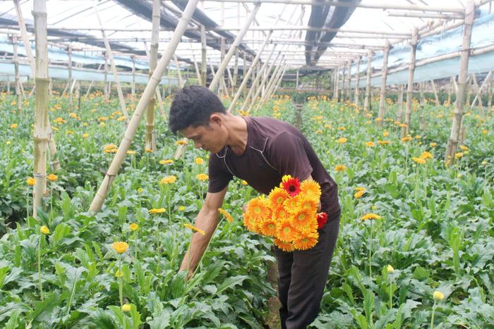 Trồng hoa đồng tiền tại xã Đan Phượng. Ảnh: Thiên Tú