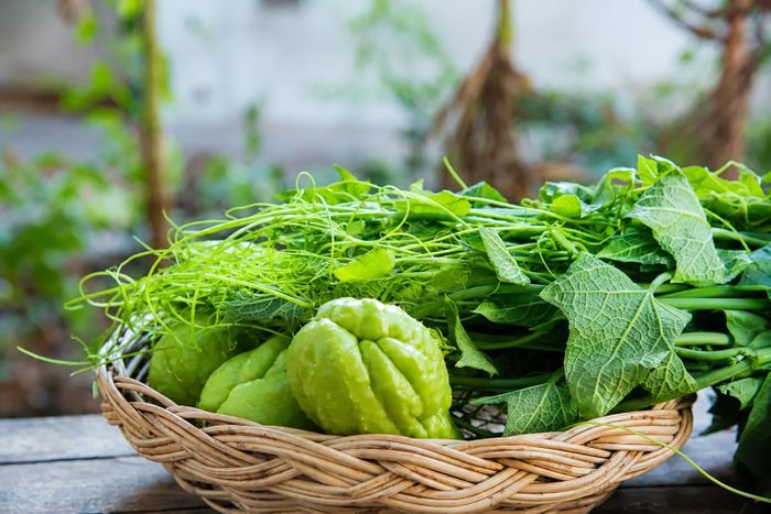 Ngọn su su còn được gọi là "rau râu rồng" vì có hình dáng giống râu rồng. Ảnh: Dreamstime.