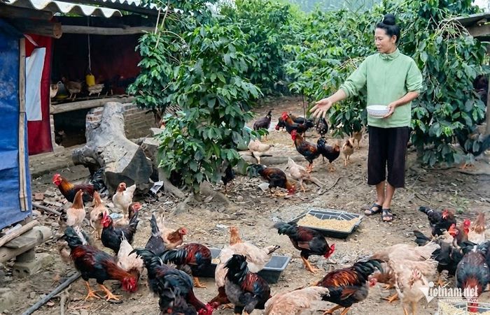 Hoạt động khuyến nông đã góp phần chuyển dịch cơ cấu nông nghiệp theo hướng nâng cao giá trị gia tăng và phát triển bền vững.